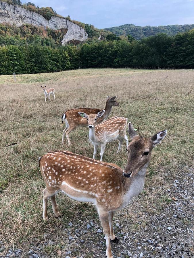 Le Val Des Cerfs - Het Hertendal Hastiere-par-dela Luaran gambar